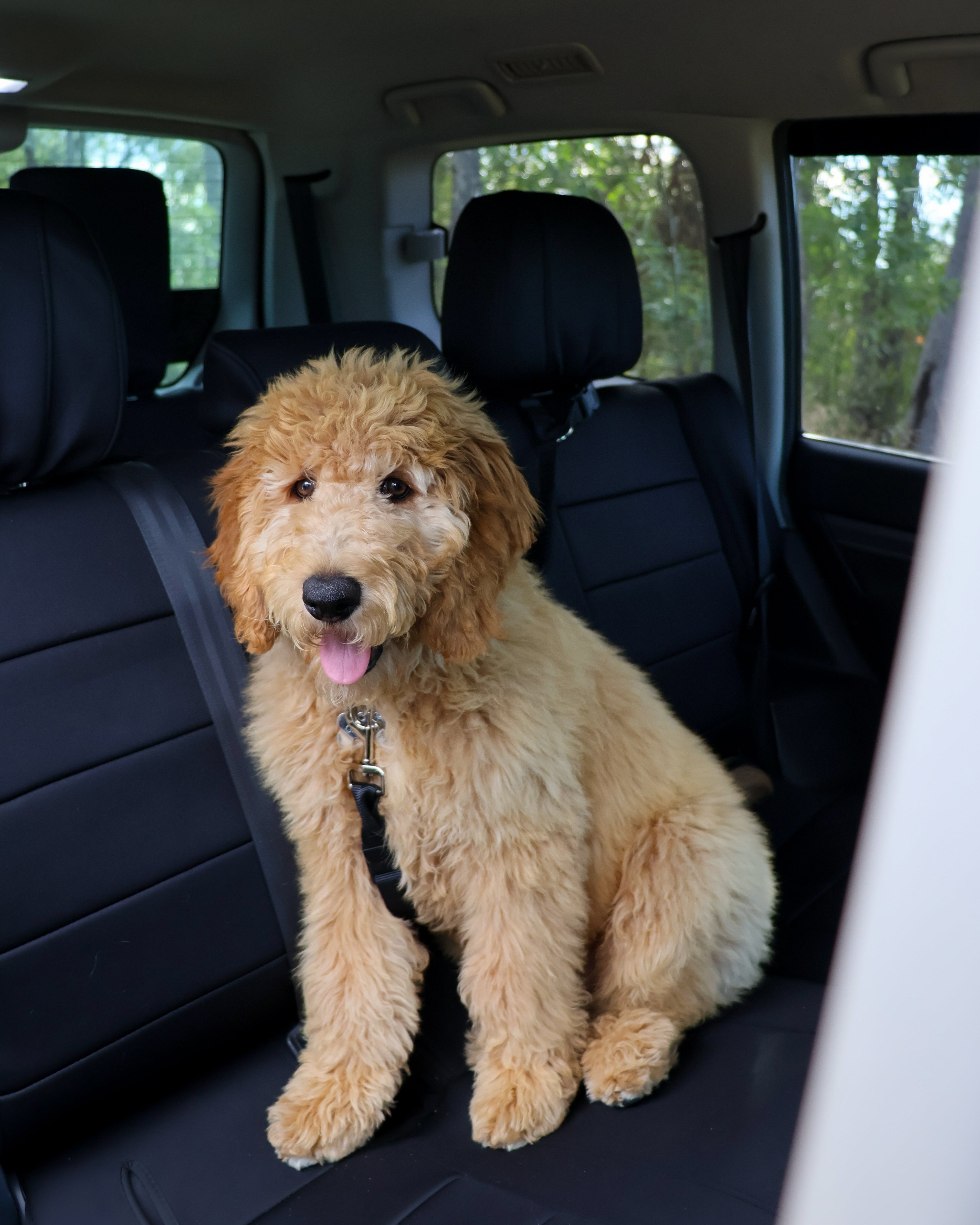 Dog sitting in the back seat of a car with a forest view outside